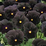 Виола Виттрока (Viola wittrockiana)