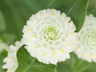 Гомфрена шаровидная (Las Vegas)