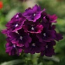 Вербена гибридная (Verbena hybrida) Вербена гибридная (Verbena hybrida)