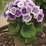 Примула обратноконическая (Primula obconica)