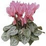 Цикламен персидский (Cyclamen persicum)