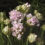 Армерия морская (Armeria maritima)