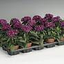 Гвоздика турецкая (Dianthus barbatus)
