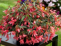 Бегония боливийская ампельная (Bossa Nova F1)