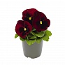 Виола виттрока (Viola wittrockiana) Виола виттрока (Viola wittrockiana)