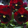 Виола Виттрока (Viola wittrockiana)
