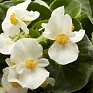 Бегония гибридная (зеленая листва) (Begonia hybrida)