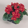 Бегония вечноцветущая (зеленая листва) (Begonia semperflorens)