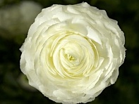 Лютик азиатский (Magic F1)