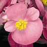 Бегония вечноцветущая (бронзовая листва) (Begonia semperflorens)