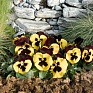 Виола виттрока (Viola wittrockiana)