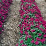 Бальзамин Уоллера (Impatiens walleriana) Бальзамин Уоллера (Impatiens walleriana)