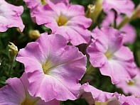 Петуния мелкоцветковая (Fantasy F1)