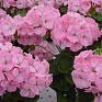 Герань (пеларгония садовая) (Pelargonium x hortorum)
