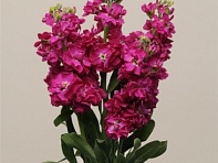 Левкой седой (Katz)