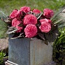Бегония клубневая махровая (Begonia tuberhybrida)