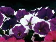 Петуния мелкоцветковая (Bella F1)