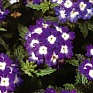 Вербена гибридная (Verbena hybrida)
