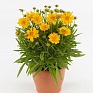 Кореопсис крупноцветковый (Coreopsis grandiflora) Кореопсис крупноцветковый (Coreopsis grandiflora)