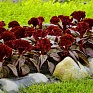 Целозия гребенчатая (Celosia cristata)