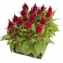 Целозия метельчатая (Celosia plumosa)
