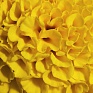 Бархатцы прямостоячие (Tagetes erecta)