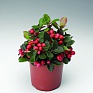 Гаультерия лежачая (Gaultheria procumbens)