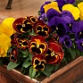 Виола Виттрока (Viola wittrockiana) Виола Виттрока (Viola wittrockiana)