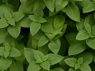 Базилик благородный (Everleaf Lemon) Базилик благородный (Everleaf Lemon)