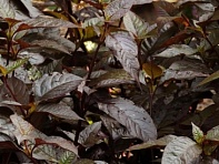 Альтернантера зубчатая (Purple Knight)