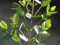 Эвкалипт мелколистный (Boxwood)