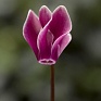 Цикламен персидский (Cyclamen persicum)