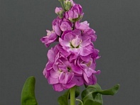 Левкой седой (Mathilda)