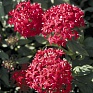 Пентас ланцетовидный (Pentas lanceolata)