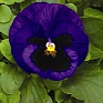 Виола Виттрока (Viola wittrockiana) Виола Виттрока (Viola wittrockiana)