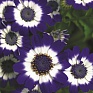 Цинерария гибридная (Pericallis cruenta)