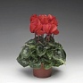 Цикламен персидский (Cyclamen persicum)
