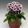 Гвоздика турецкая (Dianthus barbatus)