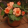 Бегония клубневая махровая (Begonia tuberhybrida)