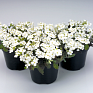 Арабис кавказский (Arabis caucasica)