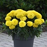 Бархатцы прямостоячие (Tagetes erecta) Бархатцы прямостоячие (Tagetes erecta)