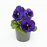 Виола виттрока (Viola wittrockiana) Виола виттрока (Viola wittrockiana)