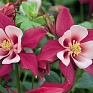 Аквилегия голубая (Aquilegia caerulea)