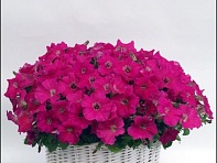 Петуния ампельная гибридная (Gioconda F1)