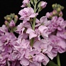 Левкой седой (Matthiola incana)