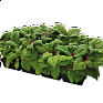Целозия гребенчатая (Celosia cristata)