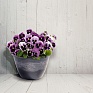Виола виттрока (Viola wittrockiana)