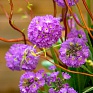 Примула мелкозубчатая (Primula denticulata)