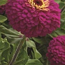 Цинния изящная (Zinnia elegans)