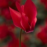 Цикламен персидский (Cyclamen persicum)